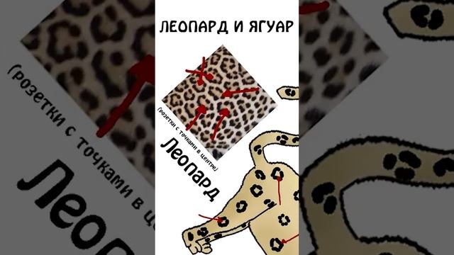 Леопард и Ягуар, различие и сходство #академияброкколи #shorts #анимация #шортс #животные