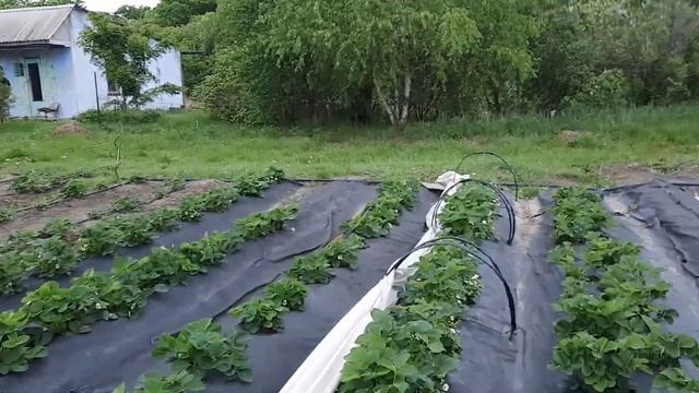 Появление зеленой ягоды,значит пора кормить калийным удобрением смотреть онлайн