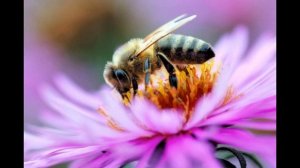 Карпатская порода пчел или «Карпатка» является практически универсальной породой. для пчеловодство