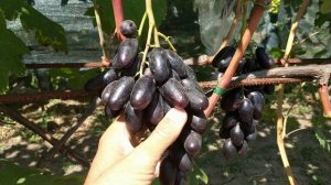 Виноград сорт " Велика "