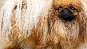 Собака Пекинес описание плюсы и минусы породы Собаководство | Порода собак Пекинес