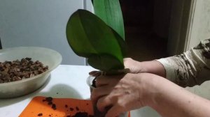 Уход за орхидеяии.Как пересадить орхидею