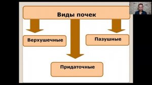 Побег и почки   6 класс