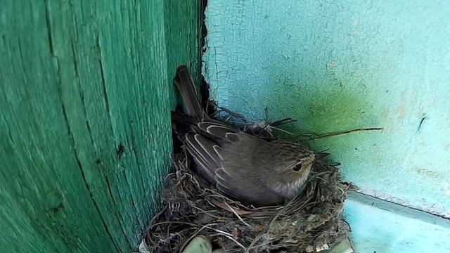 Серая мухоловка кормит птенцов в гнезде  Gray flycatcher feeds chicks in the nest 13-06-2019