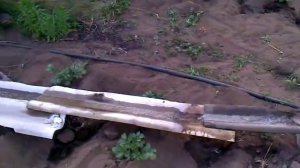 Полив картофеля. Супер современная система полива)