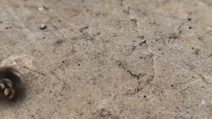 Процесс охоты паука-скакуна