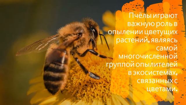 Полезная информация о пчёлах!!