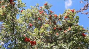 European Rowan (Sorbus Aucuparia)  - Pihlajanmarja