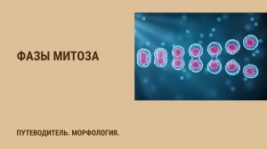 Фазы митоза