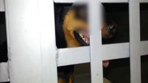 Коллапс трахеи у собак карликовых пород