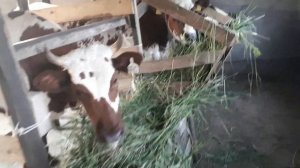 #АЙРШИРСКАЯ НЕТЕЛЬ ПЕРЕД ОТЁЛОМ#