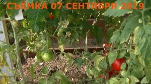 Листья картофеля и томата не развиваются. Кучерявятся. Вирус или что-то ещё. Заключение. #2 2020