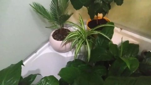 Теплый душ для комнатных растений.