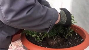 Используем старую землю для цветов.