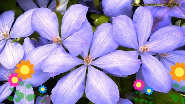 Клематис гибридный Миссис Чолмондели. Краткий обзор, описание clematis Mrs cholmondeley смотреть онлайн