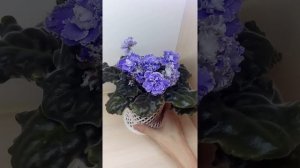 Фиалка РС-Венеция