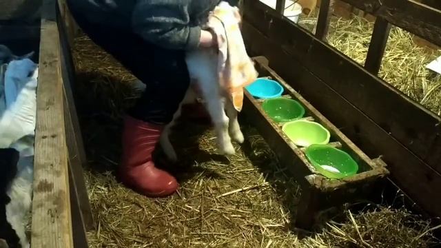 Кормление козлят из миски . смотреть онлайн