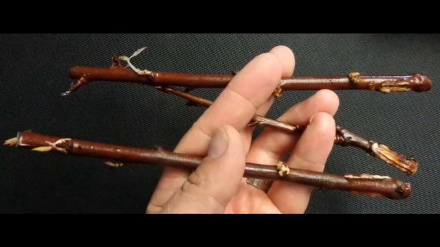 Размножения яблони / несколько способов описания размножения яблони смотреть онлайн