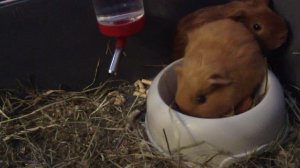 Дрессировка морских свинок