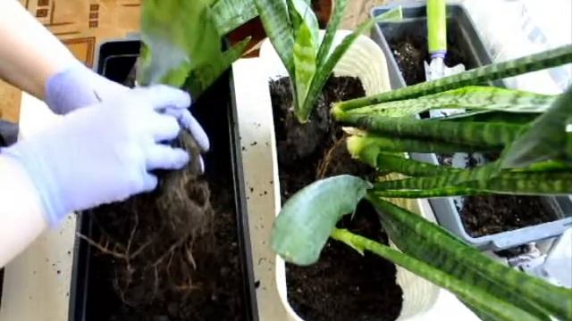 Будни цветовода: Пересадка сансевиерии. Нарезка и посадка черенков. смотреть онлайн