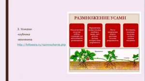 Вегетативное размножение растений