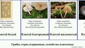 Грибы, отряд агариковые, семейство плютеевые плютей fungus вольвариелла клубневой Томсона Роберта