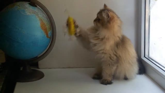 For sale-Golden longhair British kitten-Золотой британский котенок ДШ