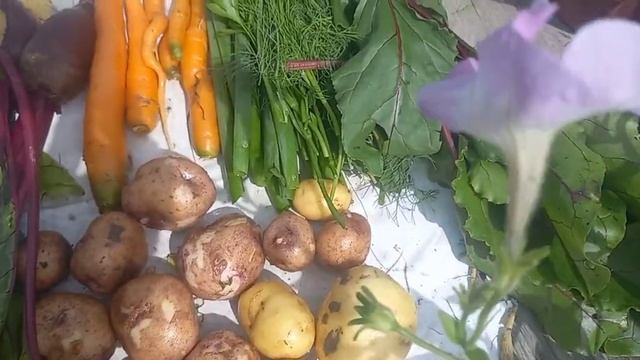 НАЧАЛОСЬ...???ЧТО ДЕЛАТЬ С УРОЖАЕМ???СНОВА ПРО ЛЕВЗЕЮ? смотреть онлайн