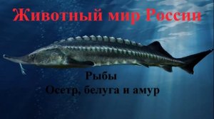 Рыбы. Осетр, белуга и амур