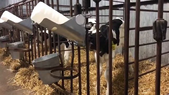 Индивидуальная выпойка телят из системы Vitality Bottle от Милкбар смотреть онлайн