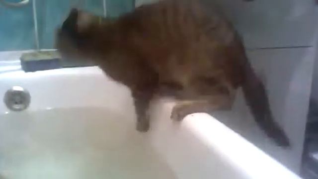 Кот купается в ванной, смешно! смотреть онлайн