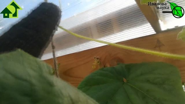 НЕ УДАЛИЛ УСИКИ у ОГУРЦА и ВОТ ЧТО ПОЛУЧИЛОСЬ! смотреть онлайн