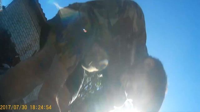 Нужно ли потрошить окуня перед копчением Горяче копчение смотреть онлайн