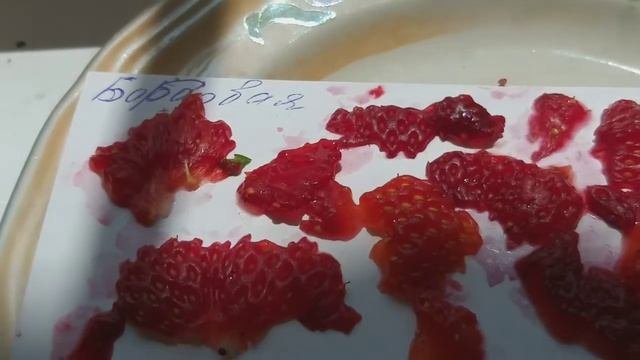 7.07.22 Размножаю клубнику-землянику семенами. Как самостоятельно собрать семена, а затем их посеят