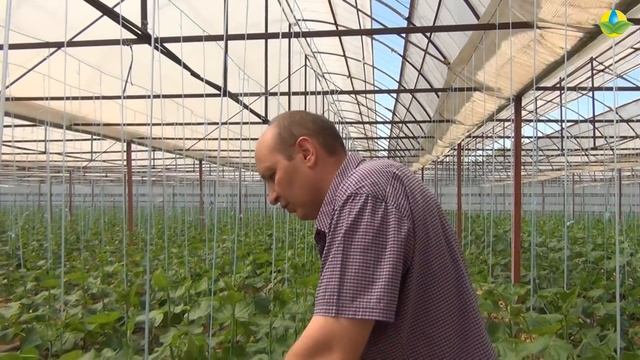 Стимуляторы для огурцов. Поддержание гормонов у огурца. Аминокислотные удобрения (28-08-2018) смотреть онлайн