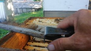 Майский мед.