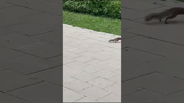 Белка зависла #белка #squirrel #animals #белочка #бельчонок #животные #спасение