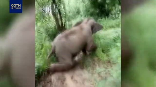 Слон спустился с горки по грязи смотреть онлайн