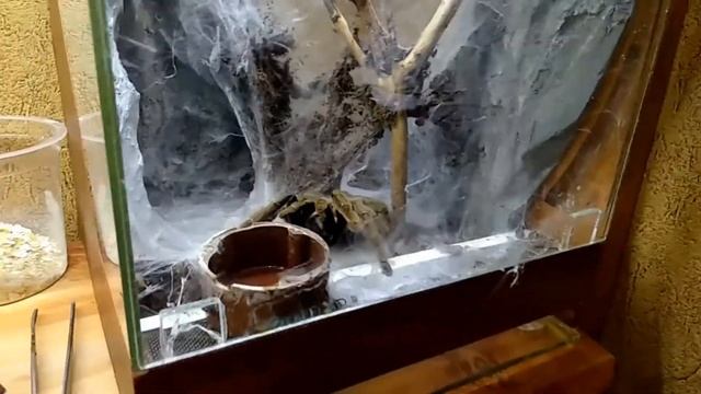 ПАУК ПТИЦЕЕД Psalmopoeus cambridgei ИЛИ ТРИНИДАДСКИЙ ШЕВРОН. смотреть онлайн