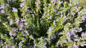 Розмарин - поздний медонос!