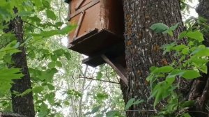 Проверка ловушек. Попался второй рой 2023.Пчеловодство.