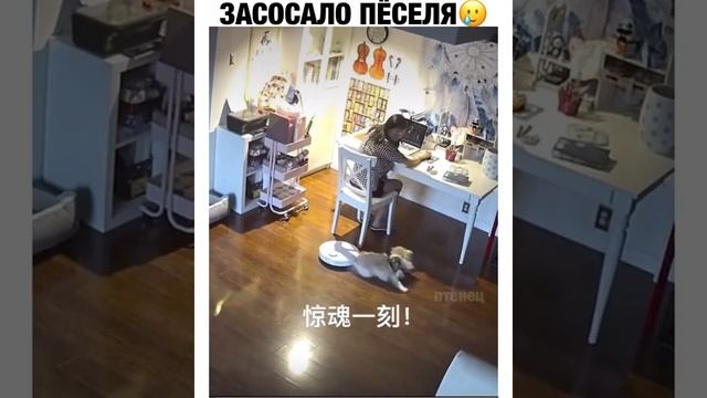 собака и робот пылесос. будьте бдительны! dog and robot vacuum cleaner. Be carefull!