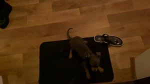 Маленький Тойчик. Купили на свою голову #тойтерьер