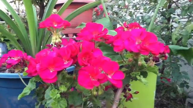 geranios rojos смотреть онлайн