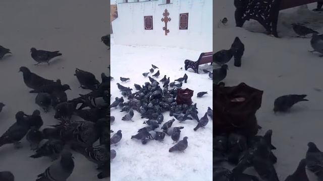 Голуби очень голодные. Pigeons are very hungry. смотреть онлайн
