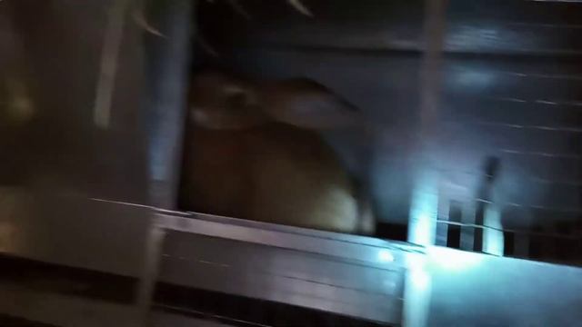 Как назвать новую крольчиху ? смотреть онлайн