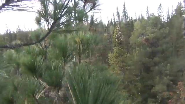 Залазим на кедр за кедровым орехом Тайга лес сибирь экстрим Мои кедры кедровый орех кедровая шишка