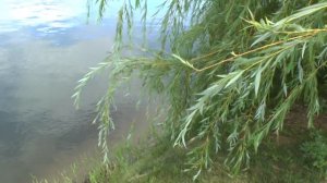 Футаж ива над рекой