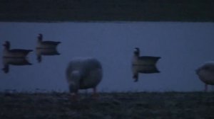 Подсадные гуси на охоте.