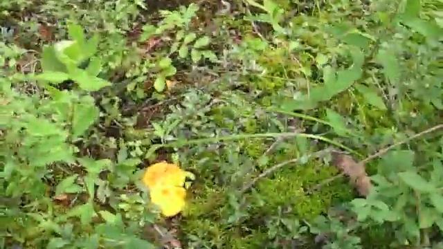 Грибы лисички. Манитоба. Chantarelle mushrooms, Manitoba смотреть онлайн